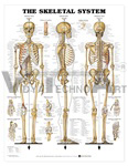 The Skeletal System Anatomical Chart